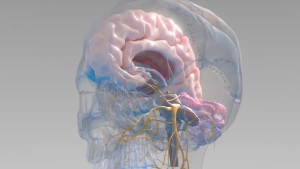 Neurônios Cérebro Sinapse Células Neurônios Enviando Sinais Químicos Elétricos Atividade — Vídeo de Stock