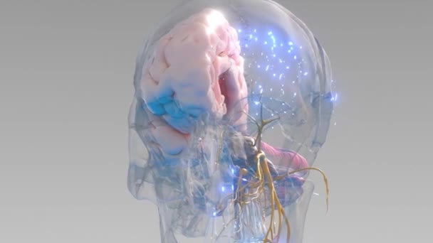 Cerebro Humano Con Impulsos Neuronales Vuelta Actividades Neuronales Dispuestas Formación — Vídeo de stock