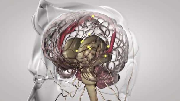 神経刺激を受けた人間の脳 それは変わる 360度回転するヒト脳モデルの形成における神経活動の配置 — ストック動画