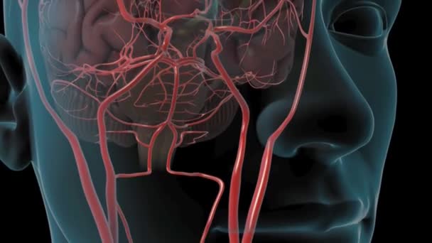Hersenen Vasculaire Toegang — Stockvideo