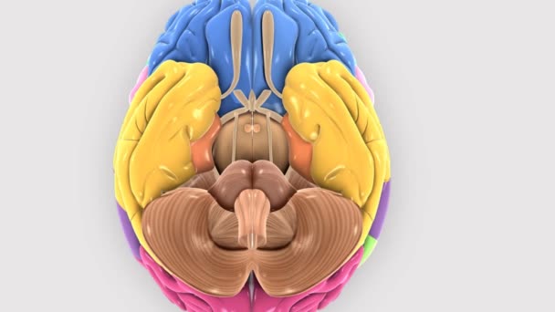 Cervello Che Ruota Mostrando Mezza Sezione Del Cervello — Video Stock