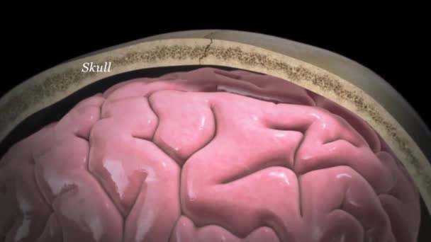 Mozková Vnitřní Struktura Animace — Stock video
