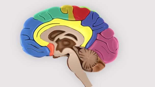 Rotación Cerebral Mostrando Mitad Sección Del Cerebro — Vídeo de stock