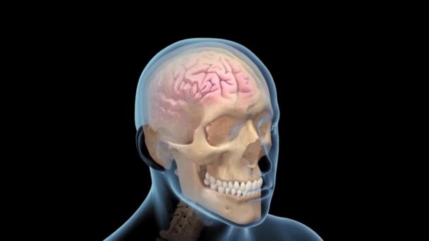 Rotación Cerebral Mostrando Mitad Sección Del Cerebro — Vídeo de stock