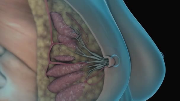 Anatomia Das Glândulas Mamárias Femininas Animação — Vídeo de Stock