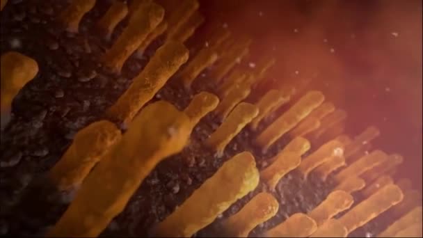 Animação Close Vilosidades Intestinais Forro Intestinal Vilosidades Microscópicas Capilar Intestino — Vídeo de Stock