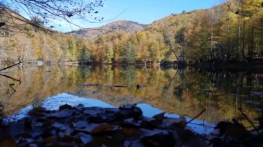 Sonbaharda ormandaki gölden yansıma videosu.