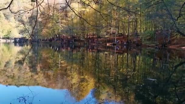 Βίντεο Αντανάκλασης Από Λίμνη Στο Δάσος Φθινόπωρο — Αρχείο Βίντεο