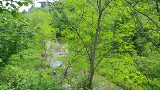 Plastic Bag Lies Forest View Fern Plantation Pollution Nature — Stock Video