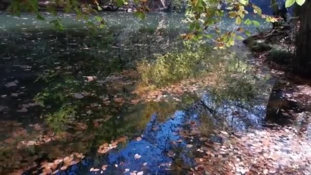 Kleurrijke Abstracte Herfstbladeren Waterreflectie — Stockvideo