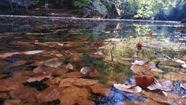 Kleurrijke Abstracte Herfstbladeren Waterreflectie — Stockvideo