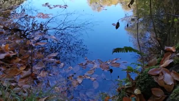 Jezioro Skraju Gór Lasem Odbitym Czystej Wodzie Idylliczny Jesienny Krajobraz — Wideo stockowe