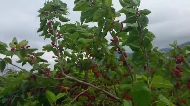 Ağacın Dalında Taze Dut Sağlıklı Meyve — Stok video