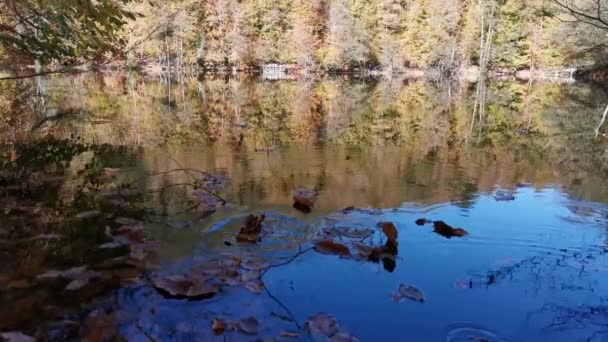 Wide Hutan Musim Gugur Tercermin Perairan Tenang Danau — Stok Video