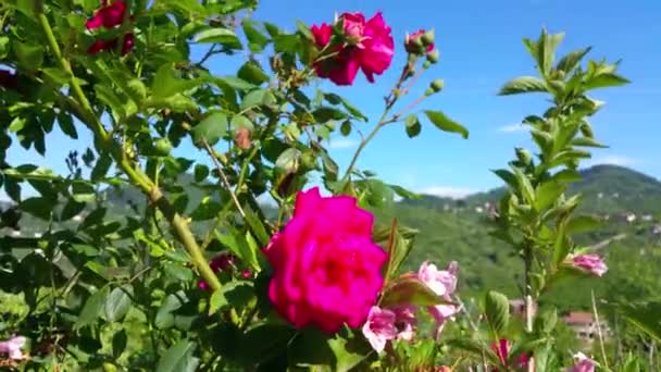 Červená Růže Červené Růže Rostliny Přírodní Koncept Krásná Červená Růže — Stock video