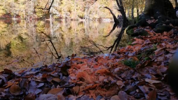 Fall Splendor Peaceful Lake Surface Forest Reflections Water Autumn Concept — Stock Video