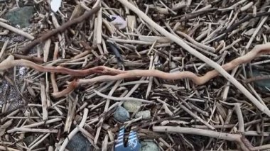 Çevre Kirliliği. Fırtınadan sonra Ocean Beach. Plastik atık, deniz enkazı, katı çöp ve çöp ile kaplı. Küresel Çevre Sorunu Olarak Kirli Deniz Kıyı.