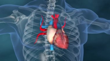 İnsan kalbi, insan kalbi modeli, tam kırpma yolu, kalp anatomisi, insan kalbinin 4K animasyonu.