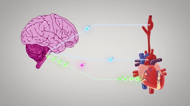 Animación Médula Oblonga Parte Del Tronco Encefálico Responsable Homeostasis Autonómica — Vídeo de stock