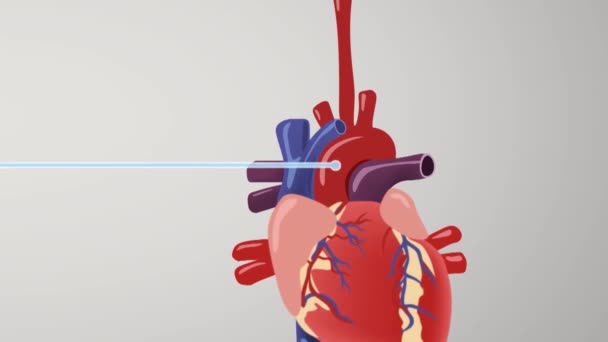 Animation Der Medulla Oblongata Eines Teils Des Hirnstamms Der Für — Stockvideo