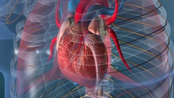 Beyin Sapının Bir Parçası Olan Medulla Oblongata Nın Animasyonu Kalbin — Stok video