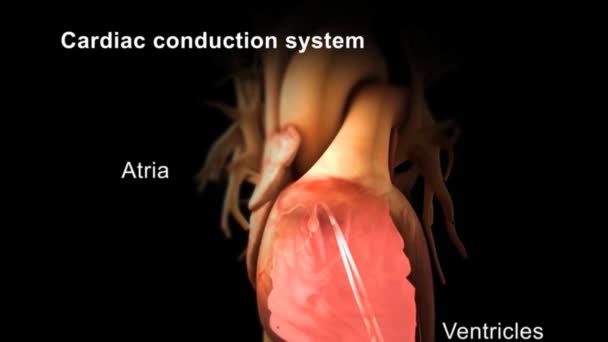 Cardiac Conduction System Medical Animation — Stock Video