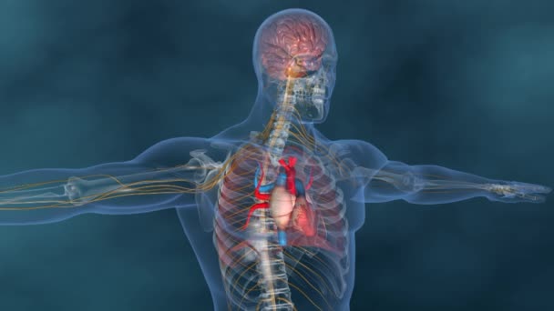 Nsan Dolaşım Sistemi Kalp Anatomisi — Stok video