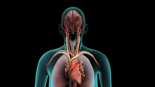 Órganos Internos Humanos Pulmones Con Anatomía Cerebral — Vídeos de Stock