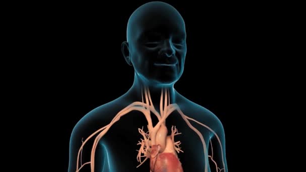 Sistema Cardiovascolare Con Battito Cardiaco — Video Stock