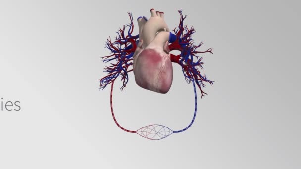 心臓血管系にはヒトの血液動脈と静脈がありました — ストック動画