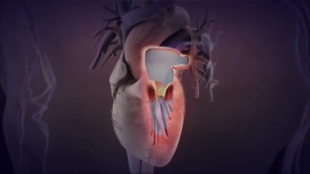 Cardiovasculaire Routes Hartslag Medische Animatie — Stockvideo