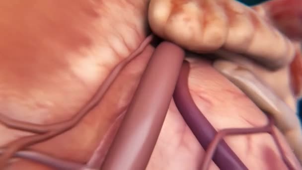 Cardiovascular Pathways Heart Beat Medical Animation — Stock Video