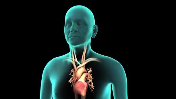 Rythme Cardiaque Est Perturbé Cœur Commence Battre Vite — Video