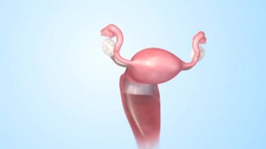 Kadın Üreme Sistemi Anatomisi