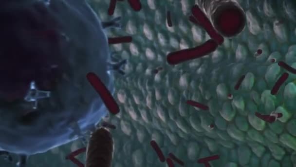 Les Anticorps Détruisent Une Cellule Infectée Par Virus Défense Immunitaire — Video