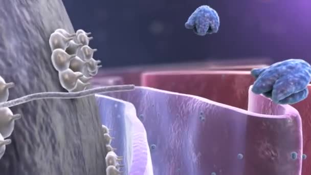 Human Cell Protein — Stock Video