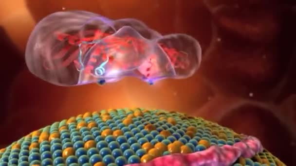 Fosfolipidy Powodują Selektywną Przepuszczalność Błony Komórkowej — Wideo stockowe