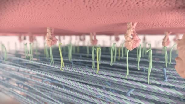 Receptory Powierzchniowe Komórek Białka Membranowe Zintegrowane — Wideo stockowe