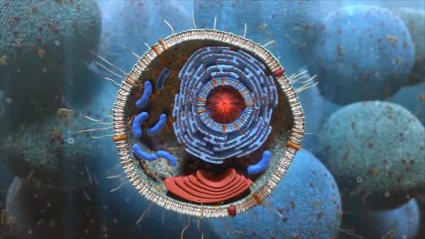 细胞有一个很大的细胞核 它是大多数细胞中最大的结构 并指导细胞的活动 — 图库视频影像