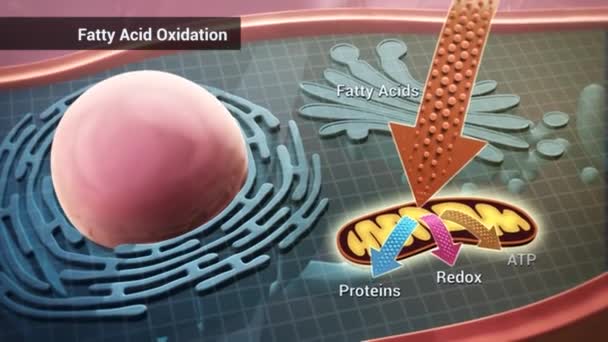 Fonction Cellulaire Animation Médicale — Video