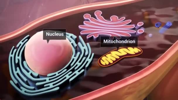 Una Vía Metabólica Principal Que Los Ácidos Grasos Metabolizan Descomponerse — Vídeos de Stock