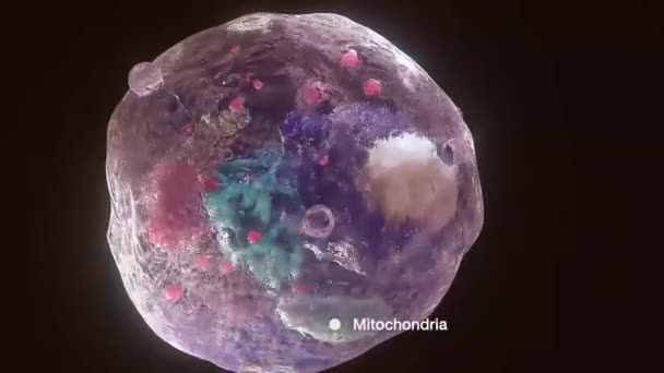 Cell Structure Components Mitochondria Nucleus Cytoplasm — Stock Video