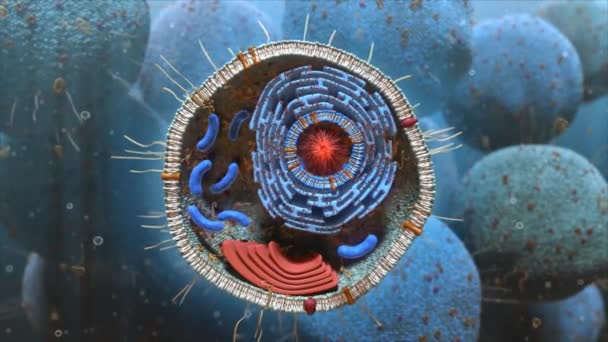 Ядро Клітини Його Внутрішня Структура — стокове відео