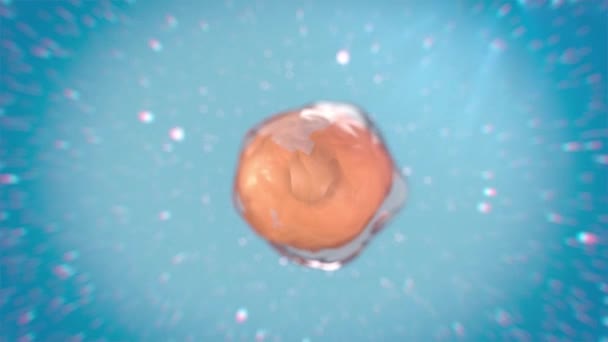 Cell Division Process Which Parent Cell Divides Two More Daughter — Stock Video