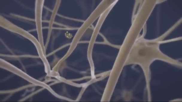 Brain Cell Synapse Showing Chemical Messengers Neurotransmitters Released Pre Synaptic — Stock Video