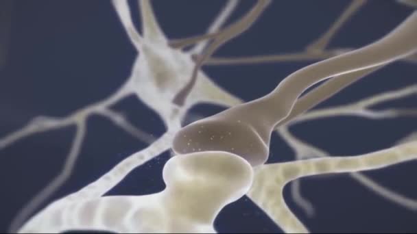 Central Nervous System Mechanisms — Stock Video