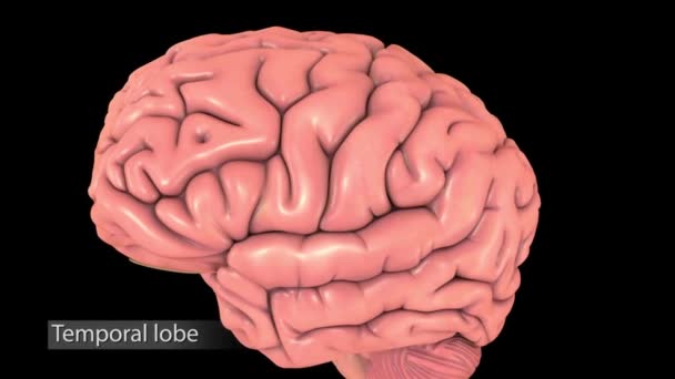 Pemindaian Otak Medis Pria Dalam Siklus Lobus Temporal Lobus Parietal — Stok Video