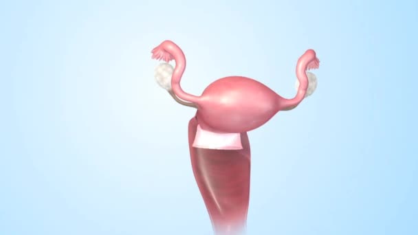 Female Reproductive System Anatomy — Stock Video