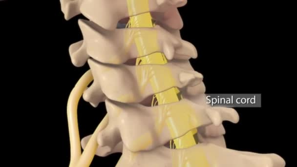 Скелетная Система Человека Шейный Диск Спинной Мозг Спинальные Нервы — стоковое видео