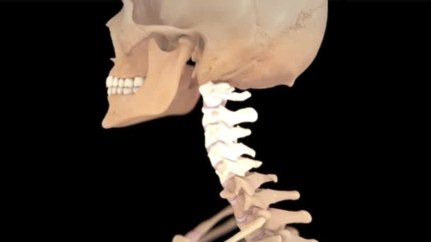 Cervical Spine Intervertebral Disc View — Stock Video